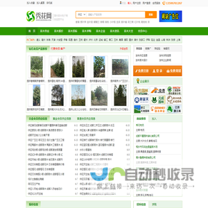 秀花网-绿化苗木花卉推广B2B网站